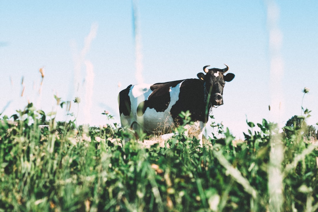 Photo Zambian cattle